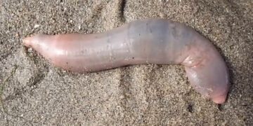 Miles de “peces pene” encallaron en una playa de California