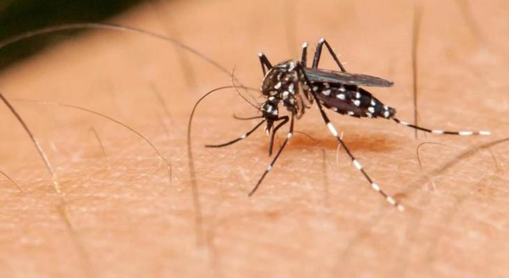 19 casos de dengue