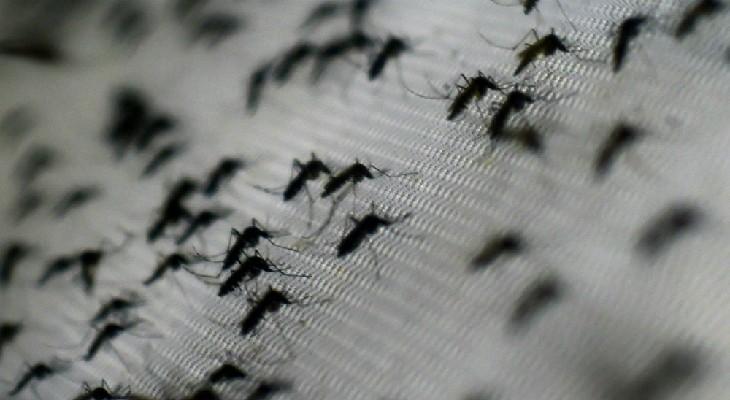 Dengue: confirman el primer caso en Villa Santa Rosa de Río Primero