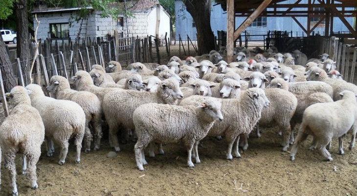 China le abre las puertas a la carne ovina patagónica de la Argentina