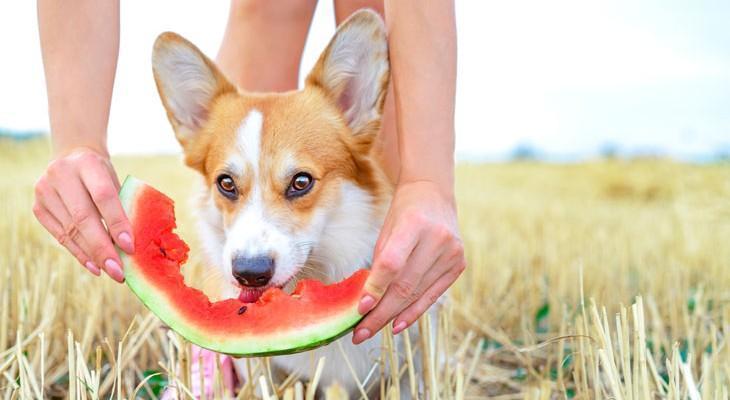 Alimentos saludables para recompensar a los caninos
