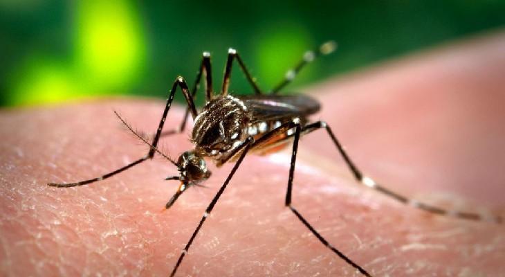 Confirmaron dos casos de dengue en Salsipuedes