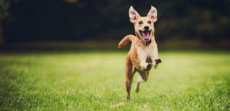 ¿Cuándo se les puede dar vitaminas a los perros?