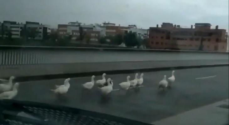 Cuarentena en España: ¡Los patos tomaron las calles!