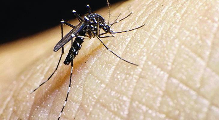 Dengue: se registraron 500 nuevos casos y un fallecido en el interior provincial