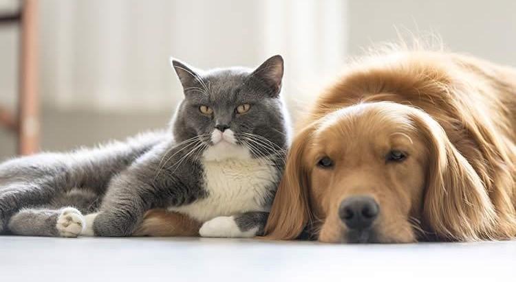 Perros y gatos suelen presentar enfermedades cardíacas Perros y gatos suelen presentar enfermedades cardíacas