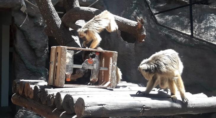 Voluntarios recolectan alimentos para los animales del Zoo