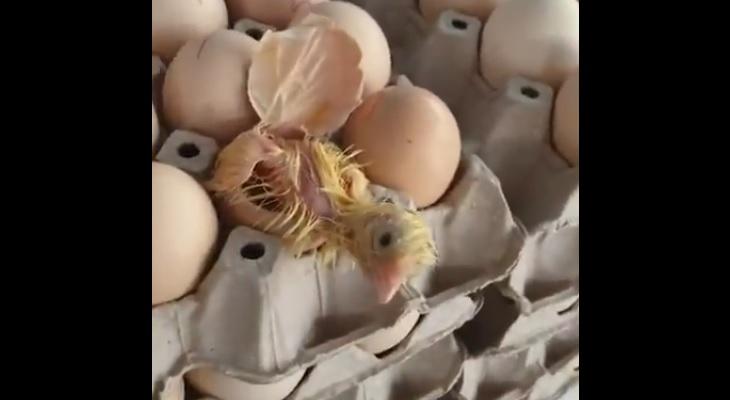 Nació un pollito en el maple de huevos de un almacén