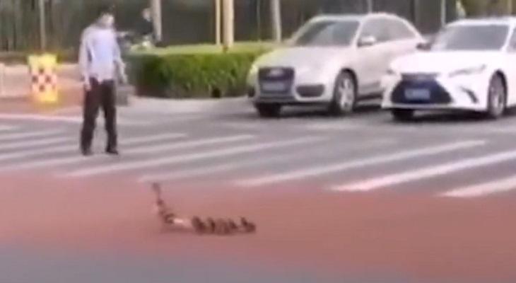 Detuvieron el tránsito para que una familia de patos cruce la calle
