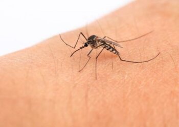 Dan por finalizado el brote de dengue en la provincia