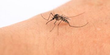 Dan por finalizado el brote de dengue en la provincia