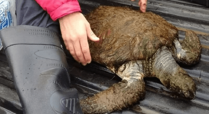 Rescatan a una tortuga verde en peligro de extinción