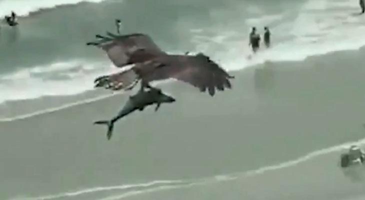 Un águila atrapó a un tiburón y lo llevó a pasear por las alturas