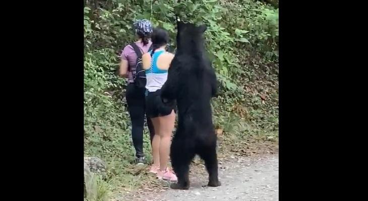 Un oso generó un momento de pánico al abrazar a una mujer