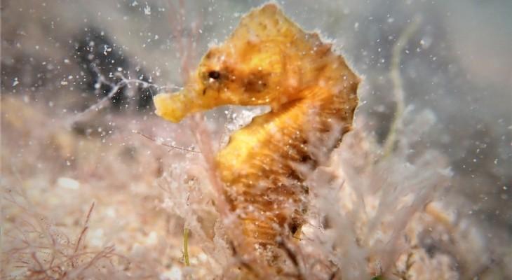 El Caballito de Mar de aguas patagónicas en peligro de extinción El Caballito de Mar de aguas patagónicas en peligro de extinción
