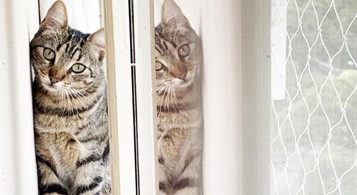 El sobrepeso afecta a más de un 50% de los gatos El sobrepeso afecta a más de un 50% de los gatos