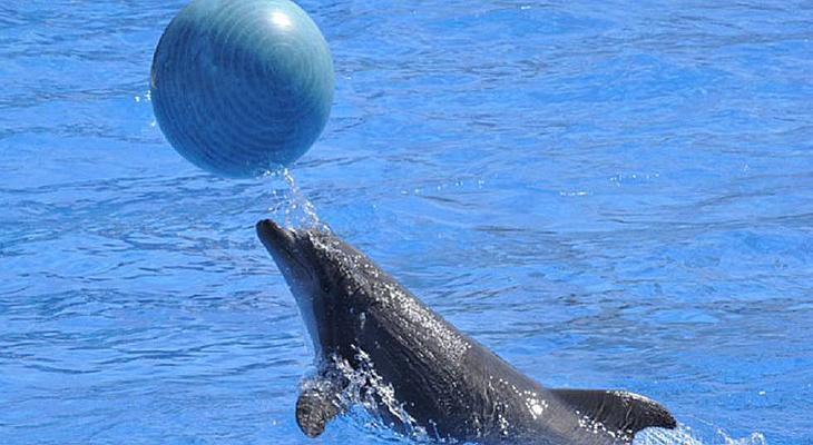 Francia prohíbe animales salvajes en circos y orcas en los acuarios