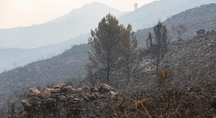 La vegetación de las zonas quemadas tardará 30 años en recuperarse