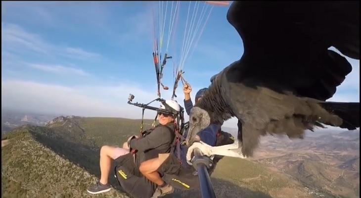 Un buitre acompañando a un parapentista en un increíble video