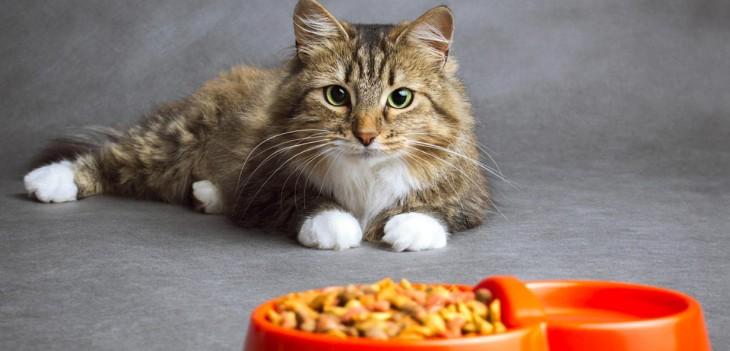 Una alimentación nutrida y balanceada mejora la salud de los gatos