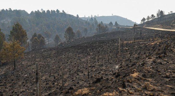 Recuperarán áreas quemadas en Santa Fe y Córdoba con plantines