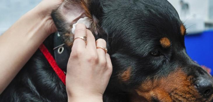 Limpiado de orejas en los perros, en especial las más zonas sensibles