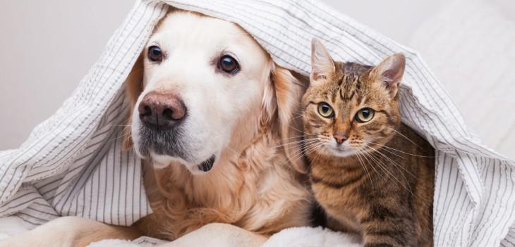Los perros y gatos también padecen diabetes; tranquilo, es controlable