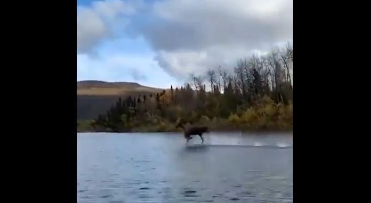 Increíble: captan a un alce mientras corre sobre el agua de un río