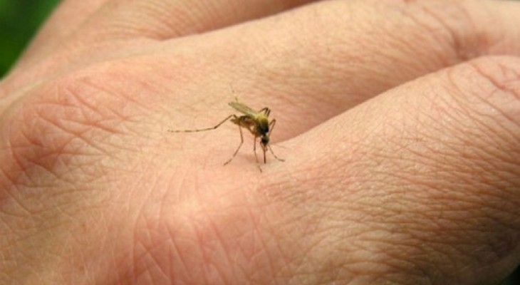 Dengue: Salud informó el cronograma de actividades en los barrios Dengue: Salud informó el cronograma de actividades en los barrios