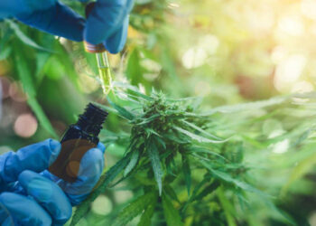 El Gobierno legalizó el autocultivo de cannabis para uso medicinal