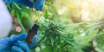 El Gobierno legalizó el autocultivo de cannabis para uso medicinal