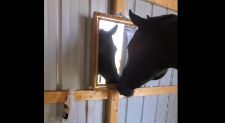 “Espejito, espejito”: la insólita reacción de un caballo al ver su reflejo