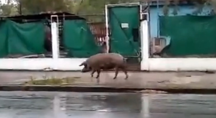 Avistan a un cerdo perdido en barrio Alta Córdoba