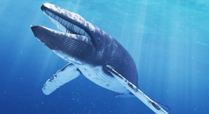 Se descubrió una nueva población de ballena azul en el océano Índico