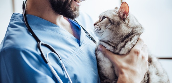 Las tres enfermedades en gatos a las que se debe poner atención