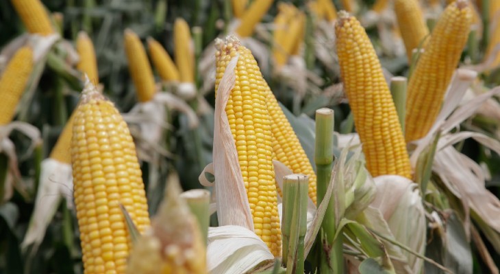 Cierran las exportaciones de maíz hasta marzo de 2021