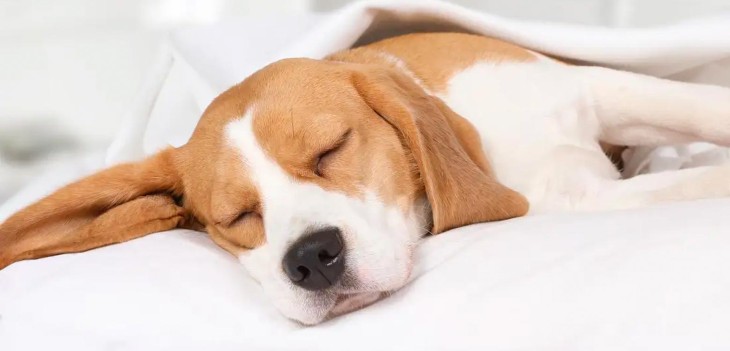 El ciclo de sueño de los perros, un proceso que cambia a lo largo de su vida