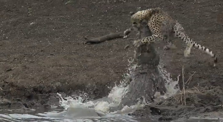 Un cocodrilo devoró a un guepardo mientras tomaba agua