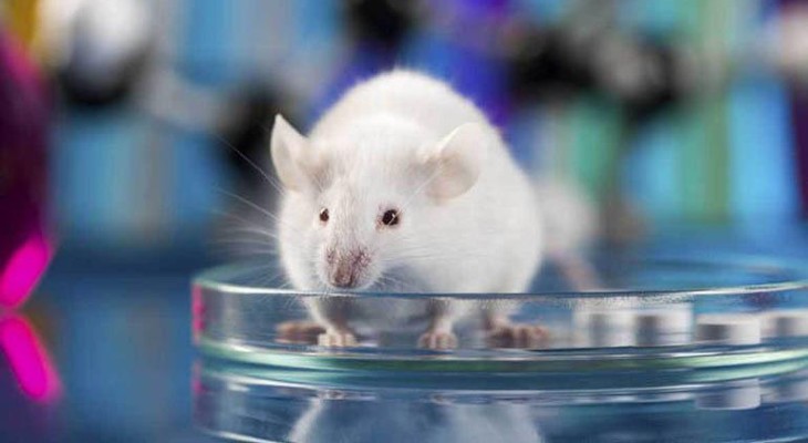 Consiguen tratar una enfermedad similar a la esclerosis múltiple en ratones