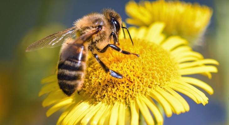Posiblemente la cantidad de abejas disminuyó en los últimos 25 años