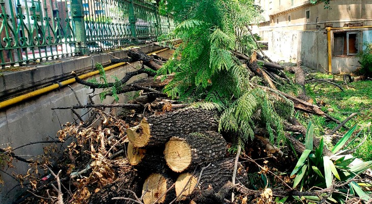 Polémica y explicaciones por la poda de árboles en el colegio Carbó