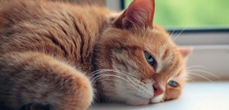 Cuidado con los problemas respiratorios felinos, puede tratarse de algo grave