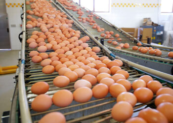 La Cámara avícola advierte que el sector produce “a pérdida”