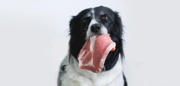 La carne cruda es una opción viable para alimentar a tu perro