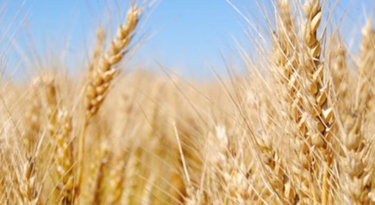 Brasil habilitó la compra de trigo sin aranceles por fuera del Mercosur