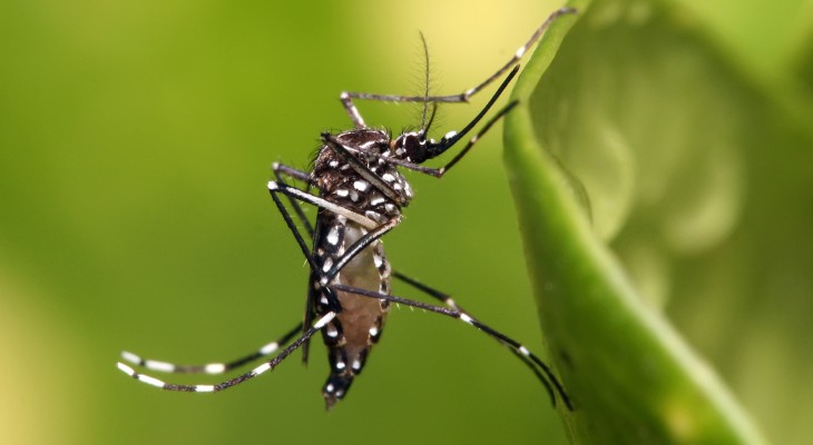 El 15% de los hogares de Córdoba tienen larvas de Aedes aegypti