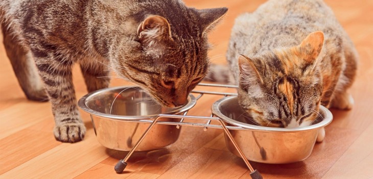 La comida húmeda, una opción para mantener a tu gato nutrido e hidratado