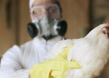 Detectaron el primer caso de gripe aviar en seres humanos