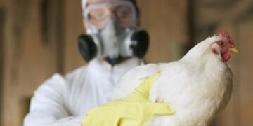 Detectaron el primer caso de gripe aviar en seres humanos