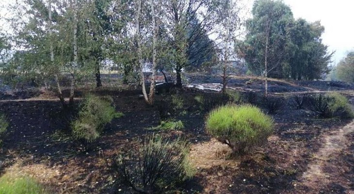Lluvias leves frenaron la intensidad de los incendios en la Patagonia